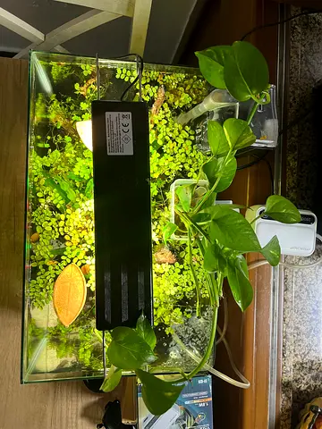 Small planted aquarium with live plants and LED light - ready setup