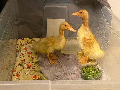 2 American Pekin Ducks for Adoption
