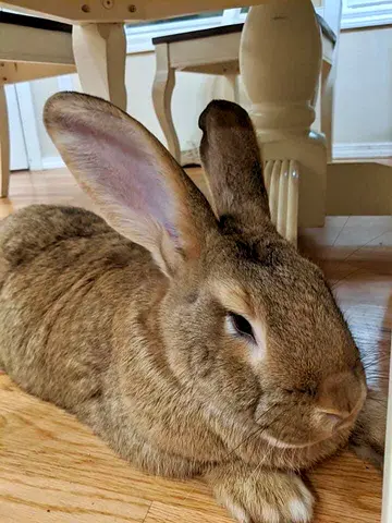 Flemish Giant Rabbit 🐰