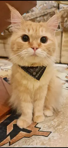 Brown persian cat