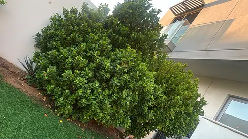 Outdoor Boxwood Shrub - Healthy Garden Plant (Easy Care)