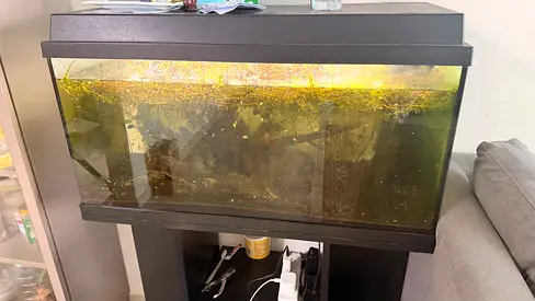 Glass Aquarium Tank with Hood and Stand (used)
