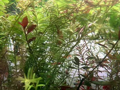 Live aquarium plants - mixed stem plants for freshwater tank (Very healthy plants)
