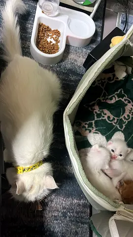 cats for adoption