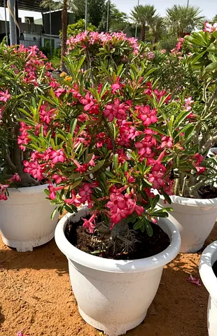 Potted flowering Adenium (Desert Rose) plant — healthy, pink blooms