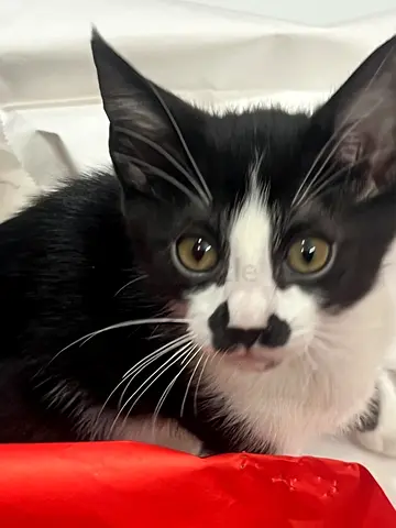 Young black and white cat available for adoption — friendly indoor cat