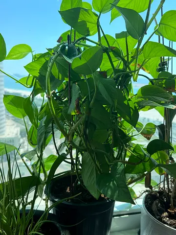 Healthy Pothos (Devils Ivy) indoor hanging plant - ready to rehome