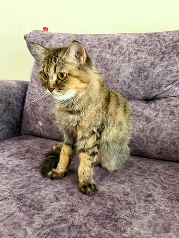 Female Siberian cat for Adoption