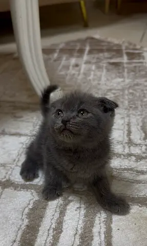 Kitten