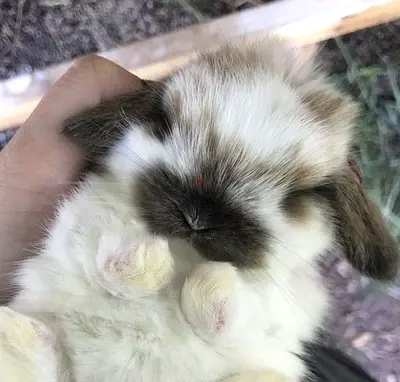 Cute young lop rabbit