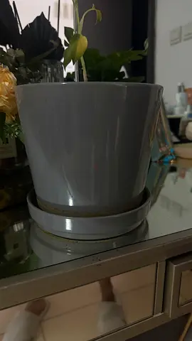 Gray ceramic plant pot with plant — good condition