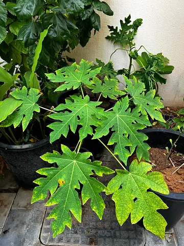 Papaya plant