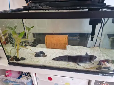 Aquarium with large Axolotl 27cm, Pleco and Shrimp