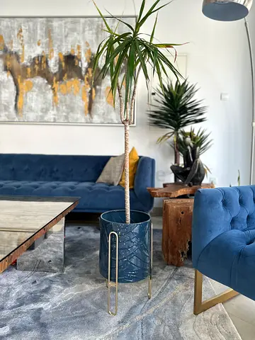 Gorgeous mini palm - price includes pot!