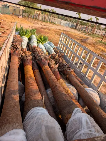 Washingtonia ready to install delivery all over UAE.