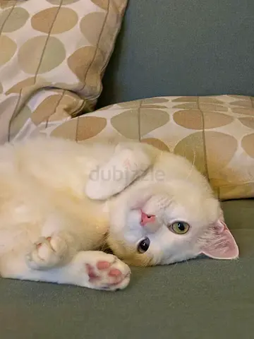 Rescue Adoption