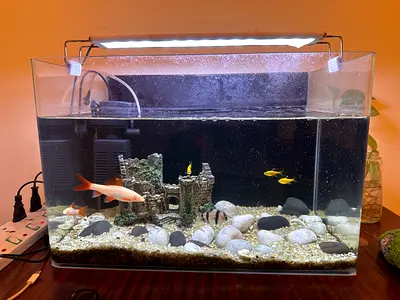 Fish Tank with Live Fish