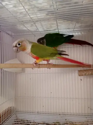 Male and female breeding pair green cheek conure and pineapple conure high quality pair