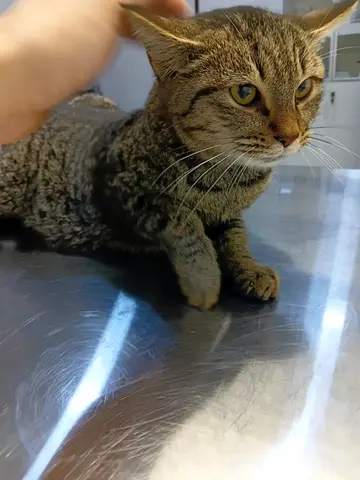 Tappy is up for adoption ❤️