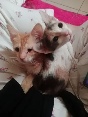 Two playful kittens looking for a loving home (approx. 2 months)