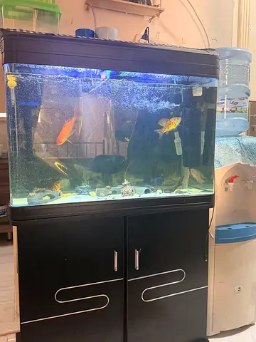 Aquarium with fish urgent sale