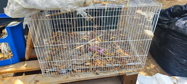 Birds cage