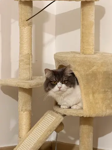 Friendly  Healthy Cat Looking for a Loving Forever Home 🐱❤️