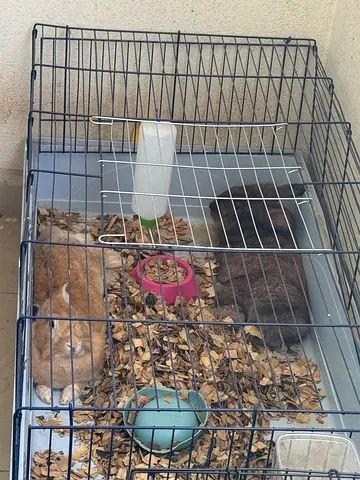 Toilet trained and very tamed pair of rabbits