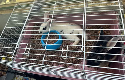 8 months old female rabbits