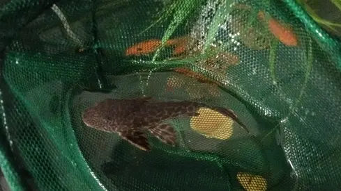 Common Pleco Tankcleaner Fish 10cm