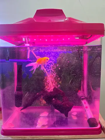 Small Aquarium for sale