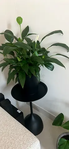 Plants