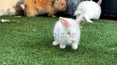 Cute fluffy baby rabbits available — healthy and playful