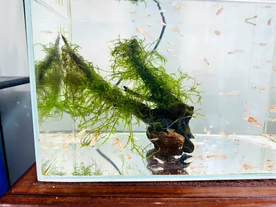 Driftwood with Moss- Abudhabi