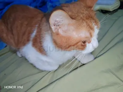 Pets