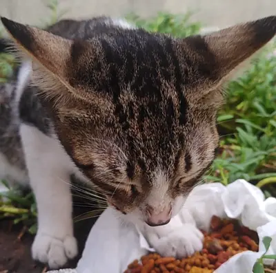 Nathan boy needs a caring forever home!
