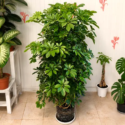 Ceramic potted Schefllera umbrella Indoor plant - Large and Lush