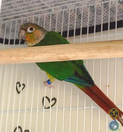 GreenChick Conure Pair