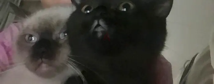 Cat adoption