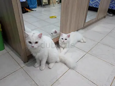 Cats for free adoption twins - male and female, 6 months old (both only altogether)