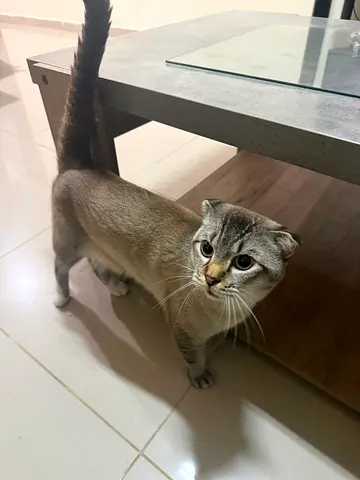 Cat for adoption free.
