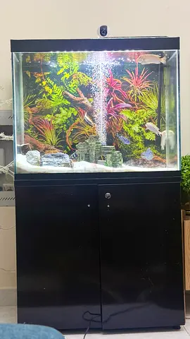 Aquarium Setup for Sale – Ready to Use