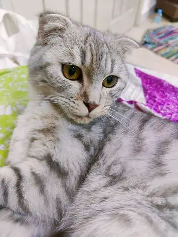 Friendly Scottish Fold kitten - silver tabby, 1 year , giving up for free adoption , male cat