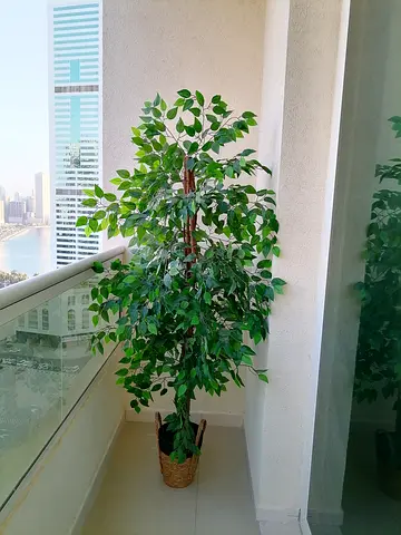 Artificial Tree Price Is Not Negotiatable No Bargein Pls