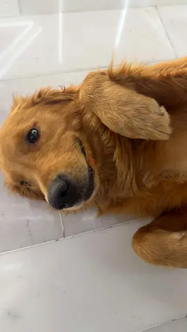 Golden Retriever for Adoption