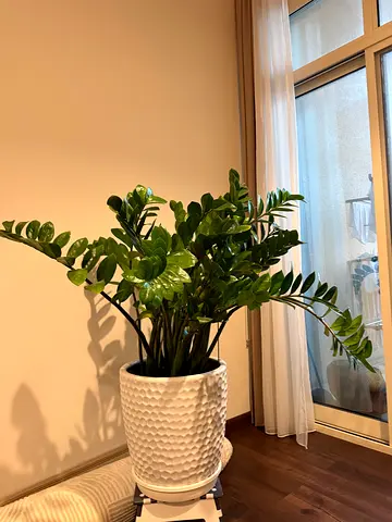 Large plants in decorative ceramic white pots