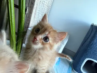 Kitten for free adoption