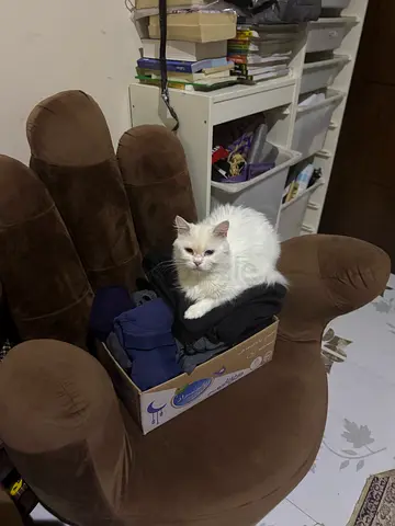 Cats for adaptation