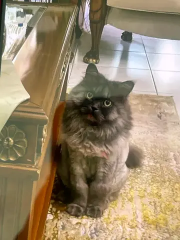 Urgent relocation- we will pay you to take him