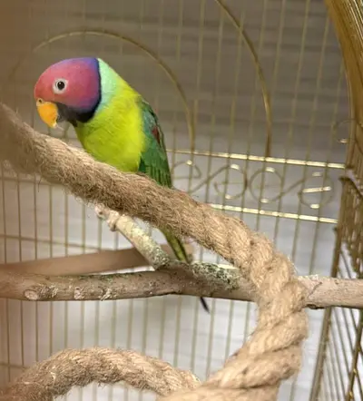 Bird for adoption